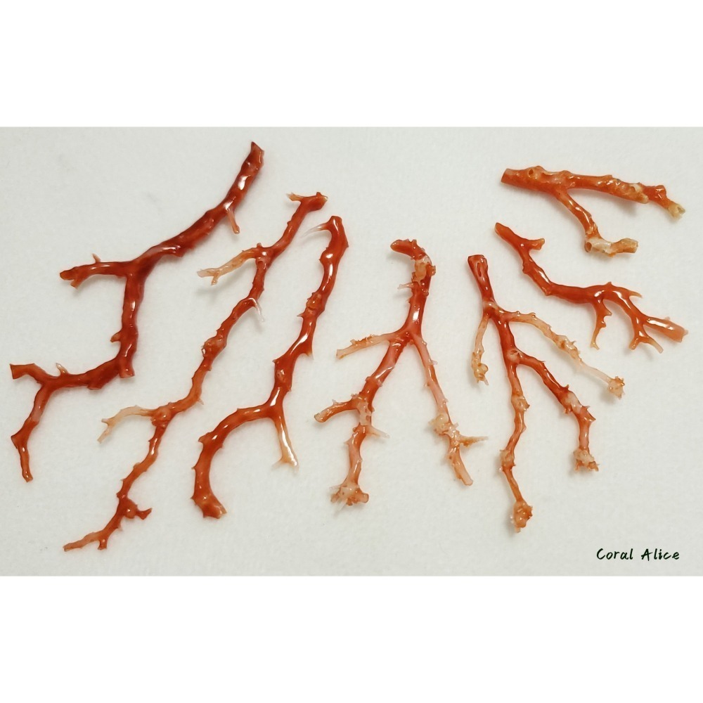 🌟Coral珊寶手作-天然阿卡珊瑚自然枝 37.1-80.0mm CO2P1-276-細節圖9