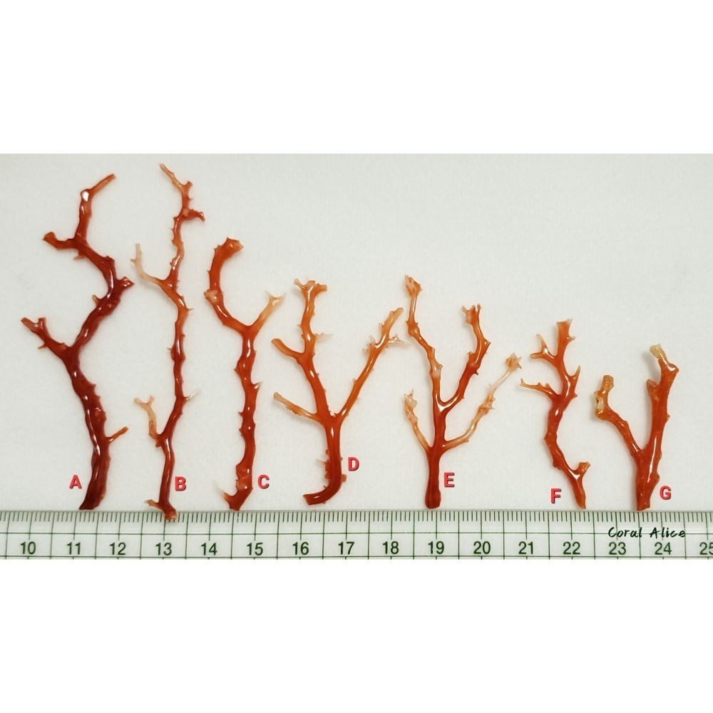 🌟Coral珊寶手作-天然阿卡珊瑚自然枝 37.1-80.0mm CO2P1-276-細節圖11