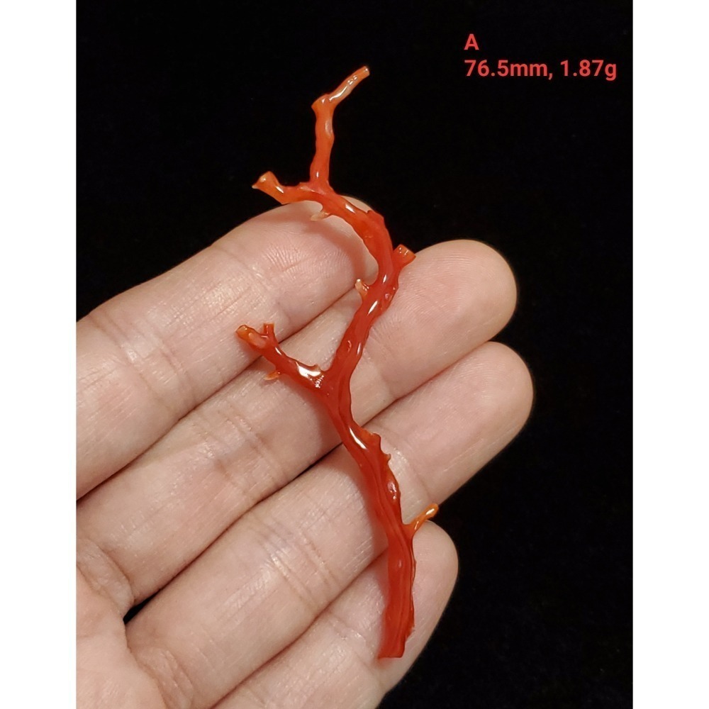 🌟Coral珊寶手作-天然阿卡珊瑚自然枝 37.1-80.0mm CO2P1-276-規格圖11