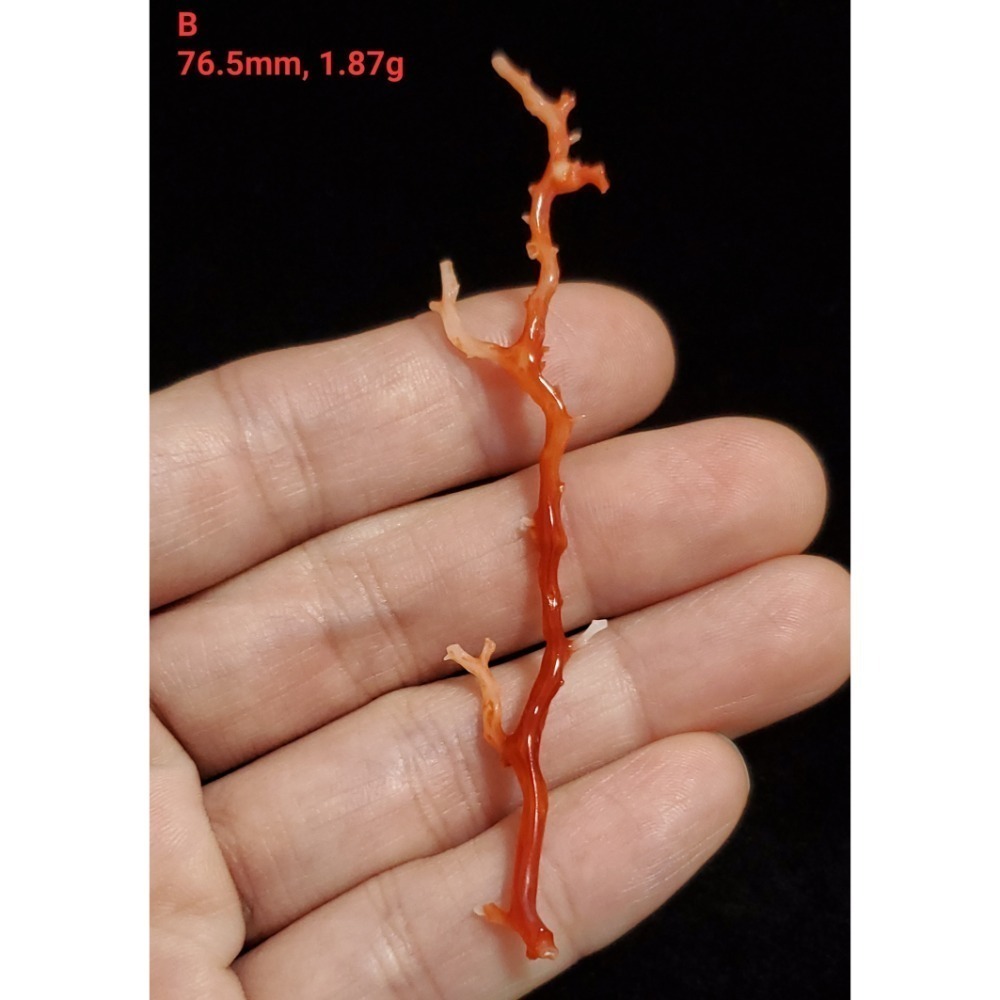 🌟Coral珊寶手作-天然阿卡珊瑚自然枝 37.1-80.0mm CO2P1-276-規格圖11