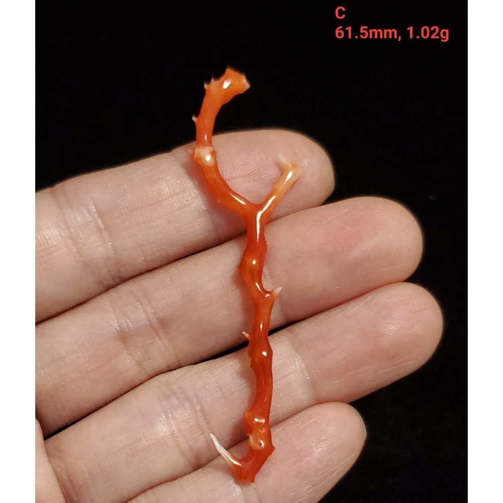 🌟Coral珊寶手作-天然阿卡珊瑚自然枝 37.1-80.0mm CO2P1-276-規格圖11