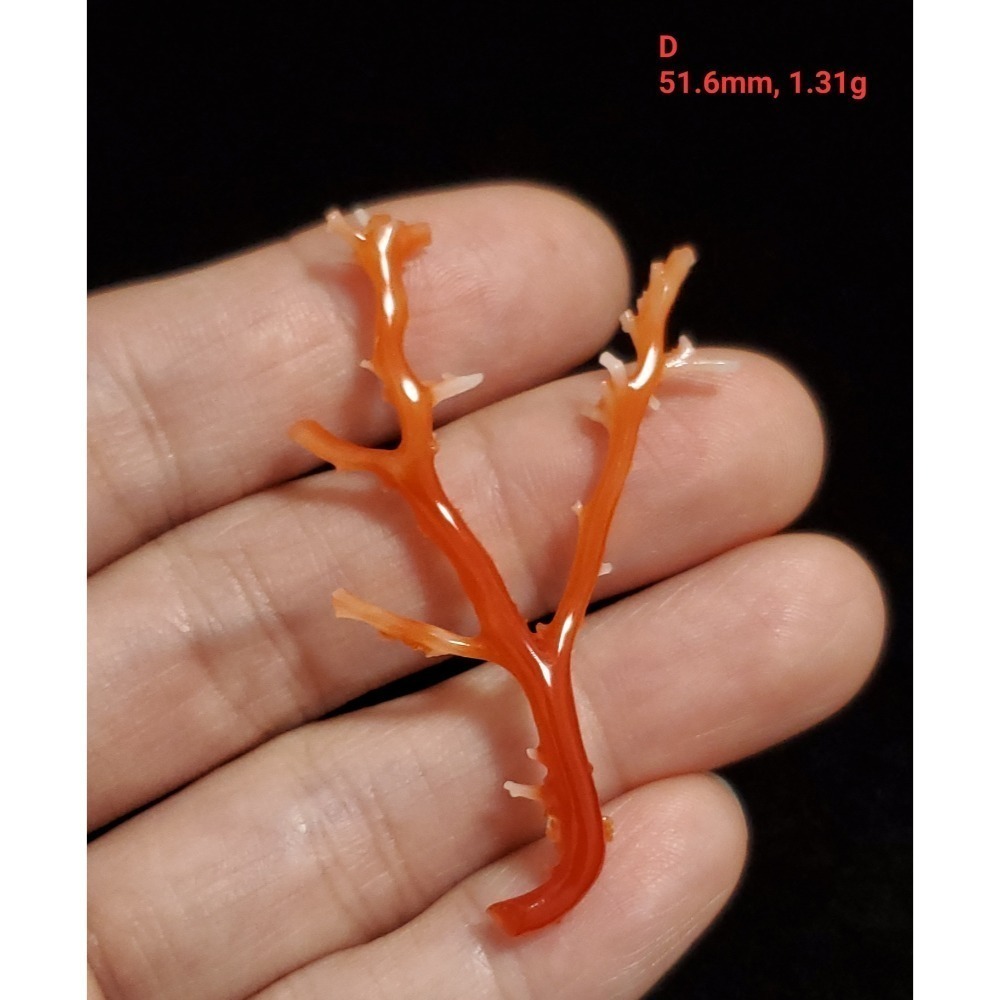 🌟Coral珊寶手作-天然阿卡珊瑚自然枝 37.1-80.0mm CO2P1-276-規格圖11