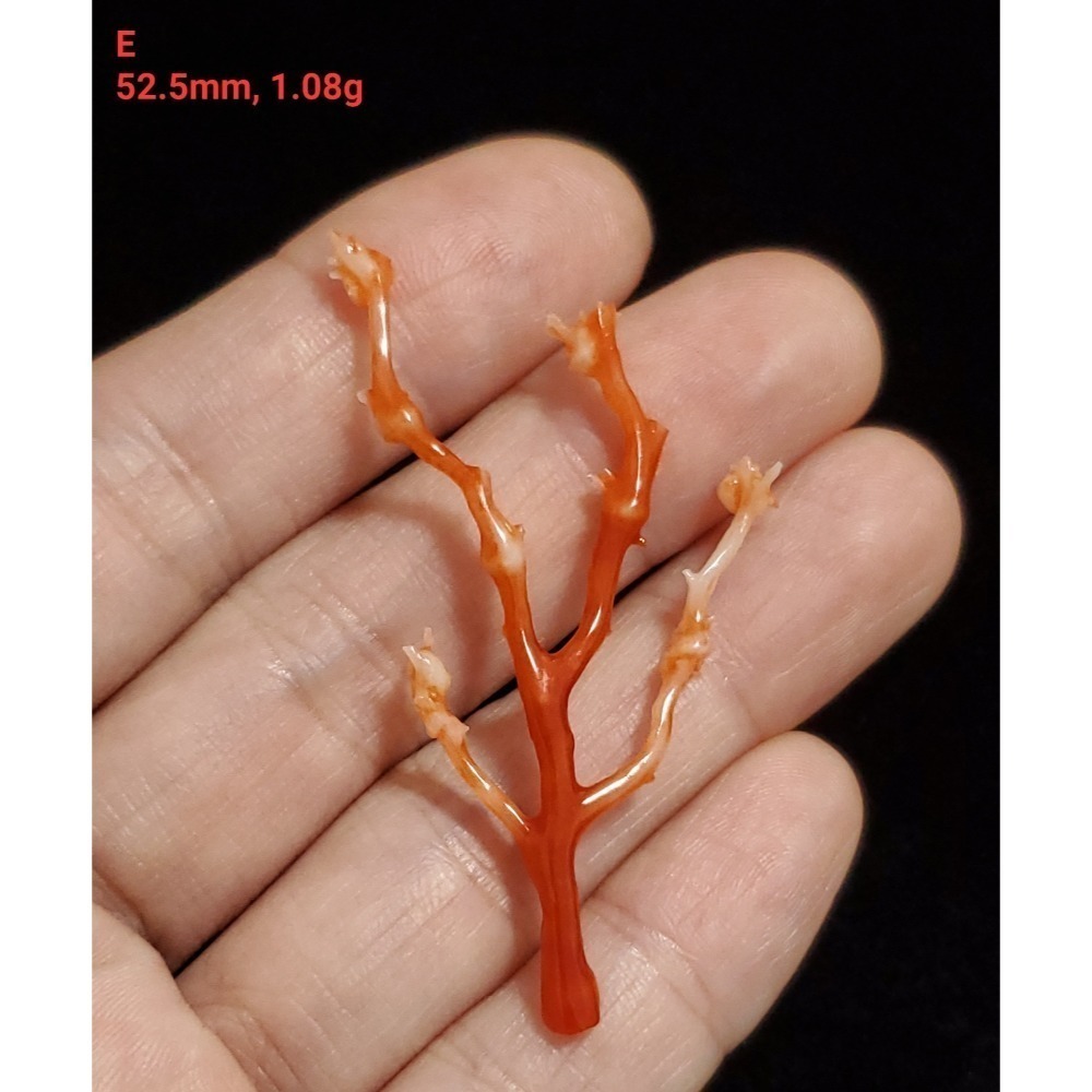 🌟Coral珊寶手作-天然阿卡珊瑚自然枝 37.1-80.0mm CO2P1-276-規格圖11