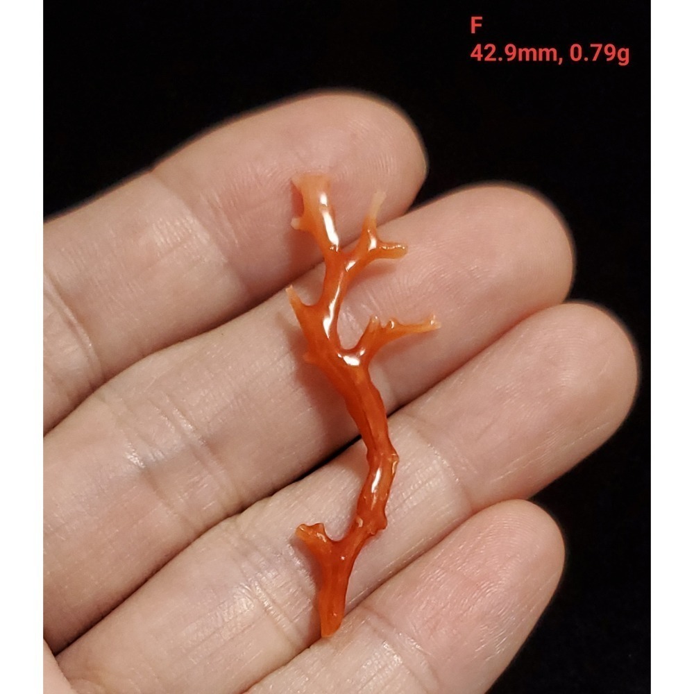 🌟Coral珊寶手作-天然阿卡珊瑚自然枝 37.1-80.0mm CO2P1-276-規格圖11