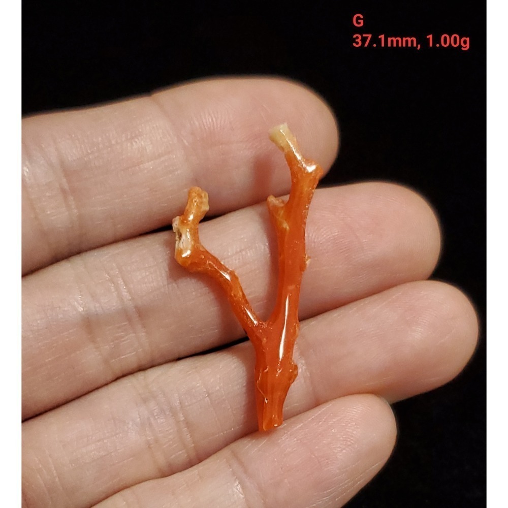 🌟Coral珊寶手作-天然阿卡珊瑚自然枝 37.1-80.0mm CO2P1-276-規格圖11