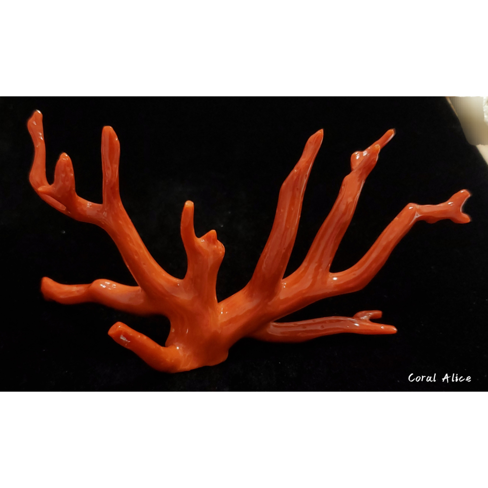 🌟Coral珊寶手作-天然沙丁珊瑚自然枝 13.5*6.5cm CO2P1-277-細節圖5