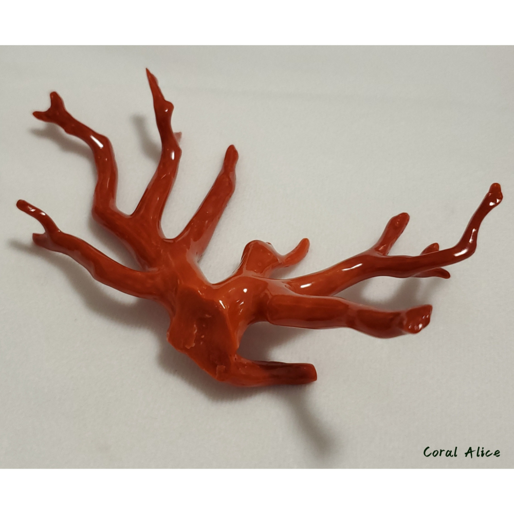 🌟Coral珊寶手作-天然沙丁珊瑚自然枝 13.5*6.5cm CO2P1-277-細節圖9
