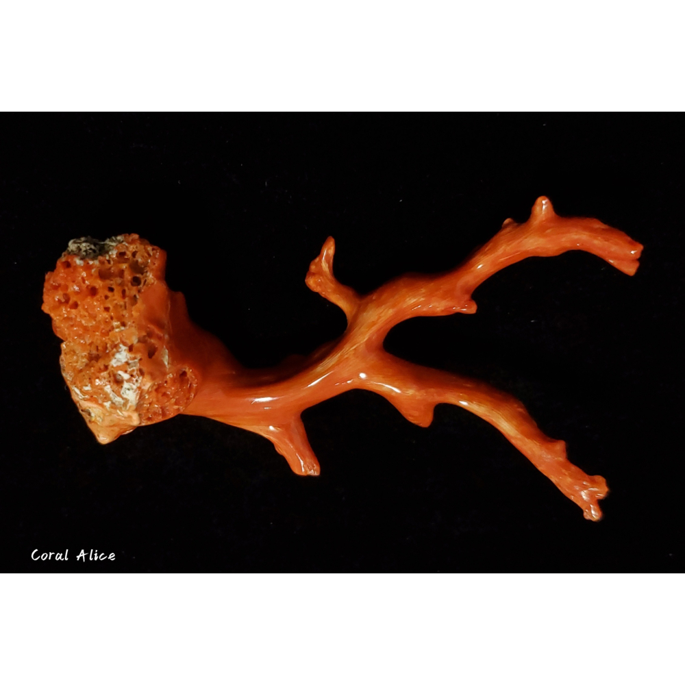 🌟Coral珊寶手作-天然沙丁珊瑚/地中海珊瑚自然枝 64.6*32.8mm CO2P1-280-細節圖3