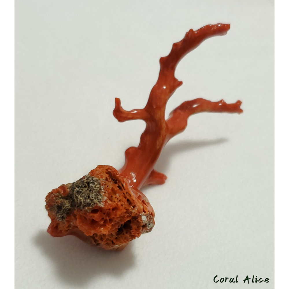 🌟Coral珊寶手作-天然沙丁珊瑚/地中海珊瑚自然枝 64.6*32.8mm CO2P1-280-細節圖7