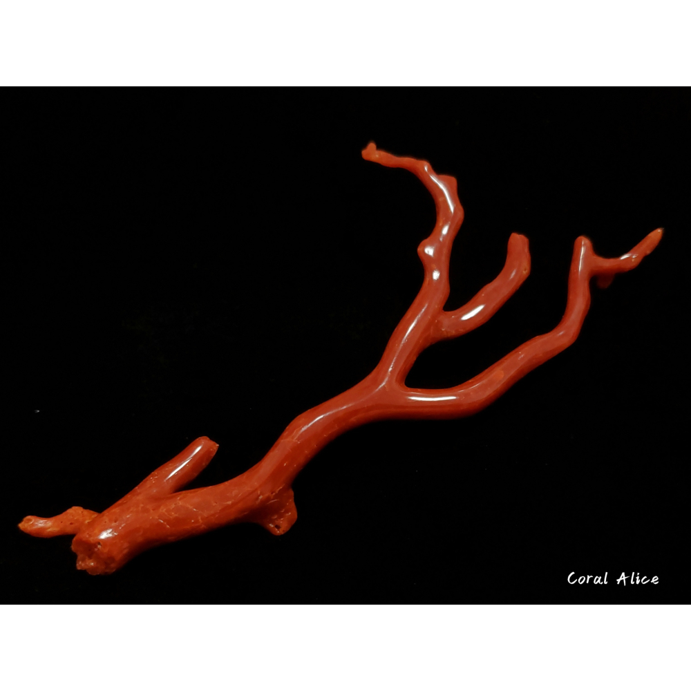 🌟Coral珊寶手作-天然沙丁珊瑚/地中海珊瑚/紅珊瑚自然枝 14.6*6.5cm CO2P1-291-細節圖6