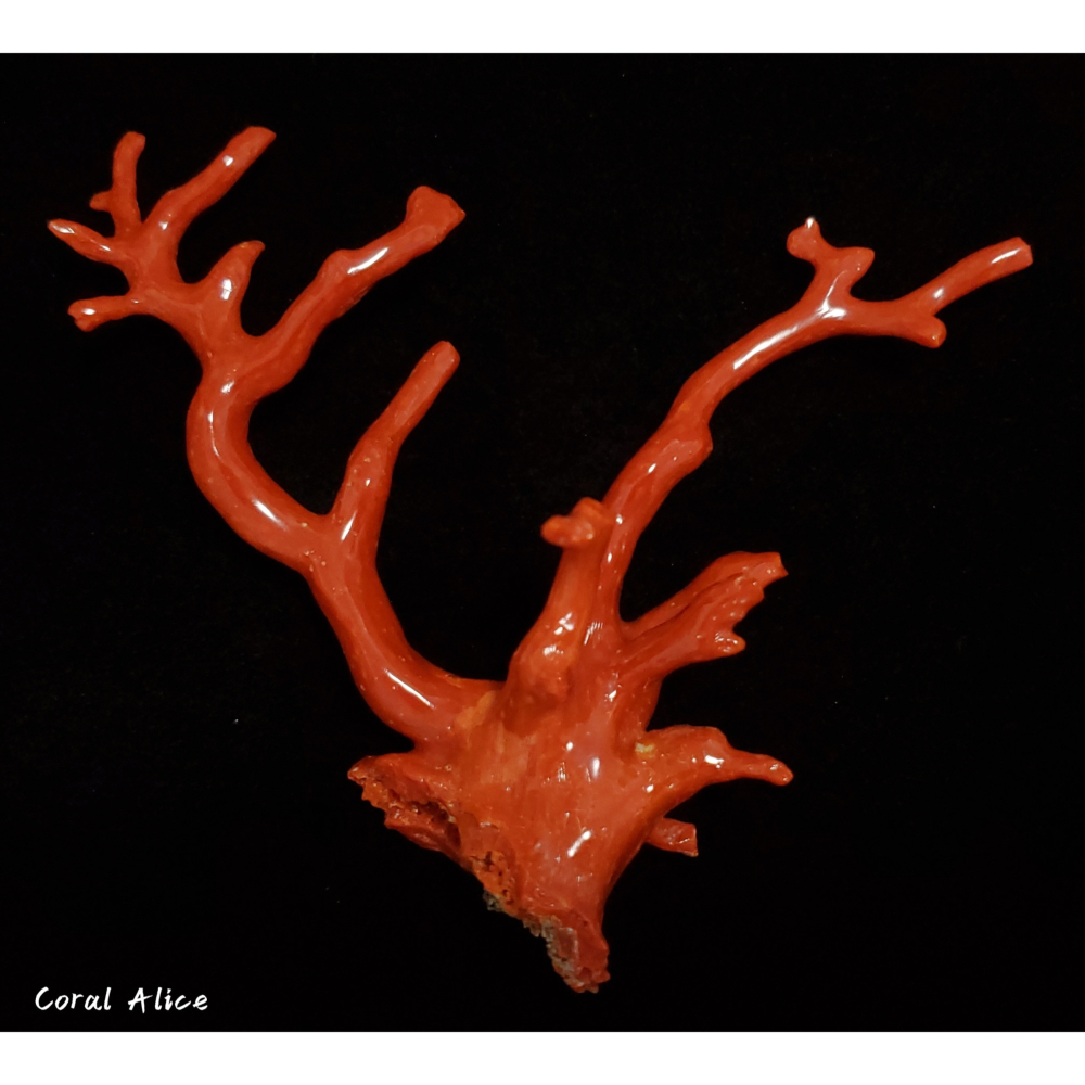 🌟Coral珊寶手作-天然沙丁珊瑚/地中海珊瑚/紅珊瑚自然枝 12.5*13.2cm CO2P1-292-細節圖2