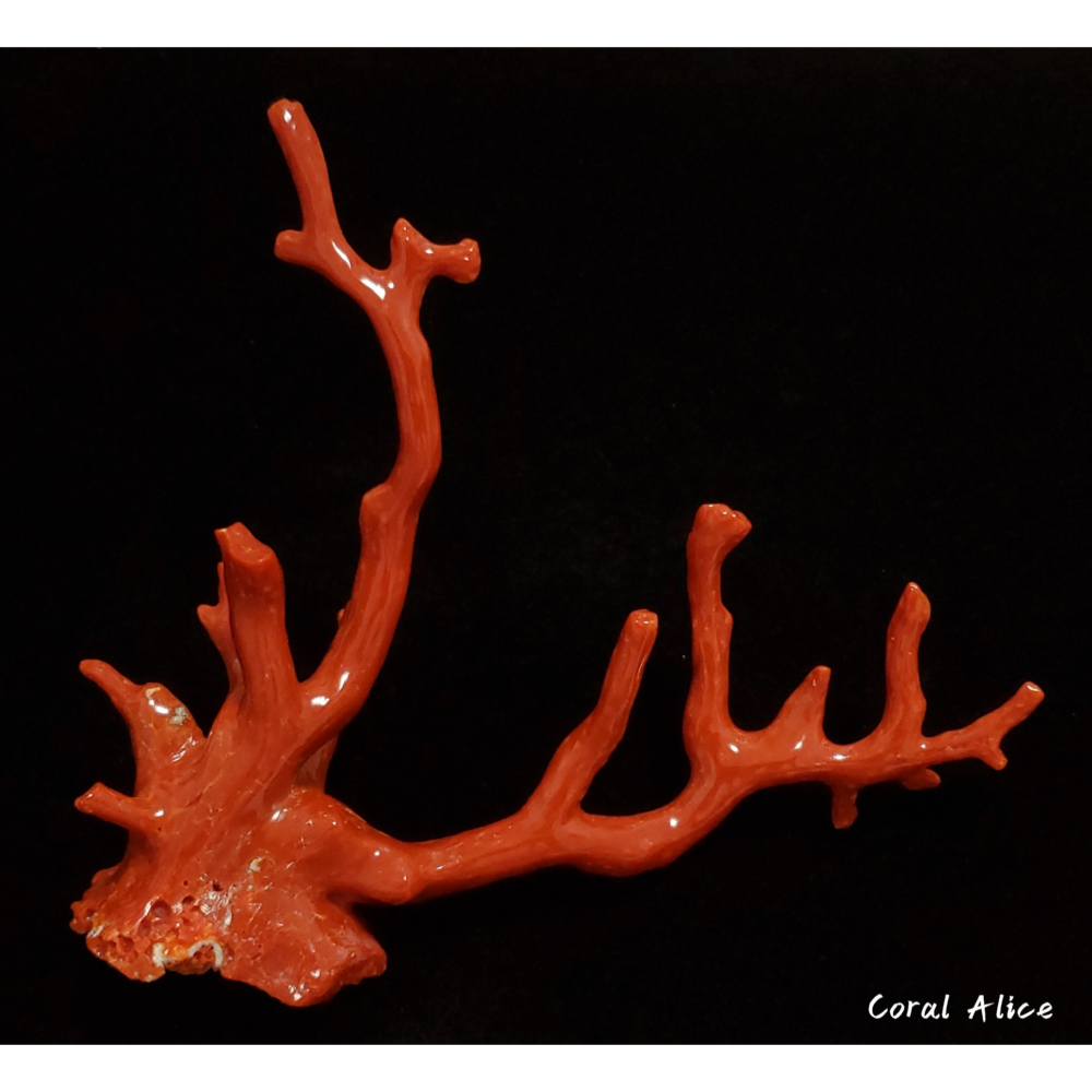🌟Coral珊寶手作-天然沙丁珊瑚/地中海珊瑚/紅珊瑚自然枝 12.5*13.2cm CO2P1-292-細節圖3