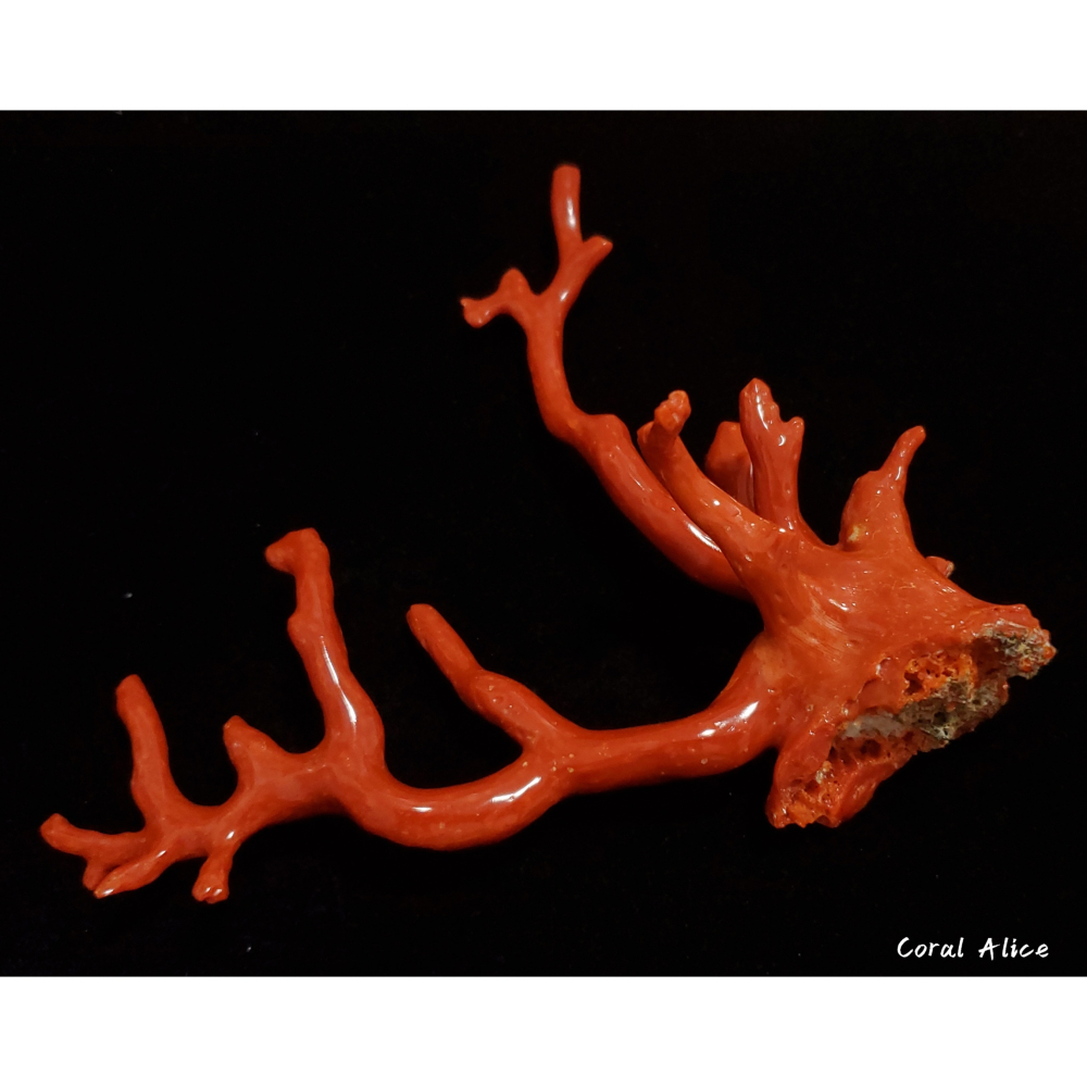 🌟Coral珊寶手作-天然沙丁珊瑚/地中海珊瑚/紅珊瑚自然枝 12.5*13.2cm CO2P1-292-細節圖6