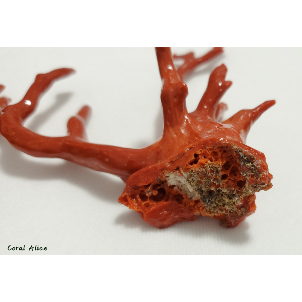 🌟Coral珊寶手作-天然沙丁珊瑚/地中海珊瑚/紅珊瑚自然枝 12.5*13.2cm CO2P1-292-細節圖8