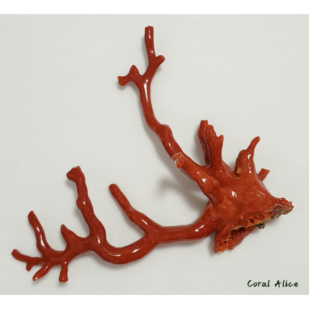 🌟Coral珊寶手作-天然沙丁珊瑚/地中海珊瑚/紅珊瑚自然枝 12.5*13.2cm CO2P1-292-細節圖9