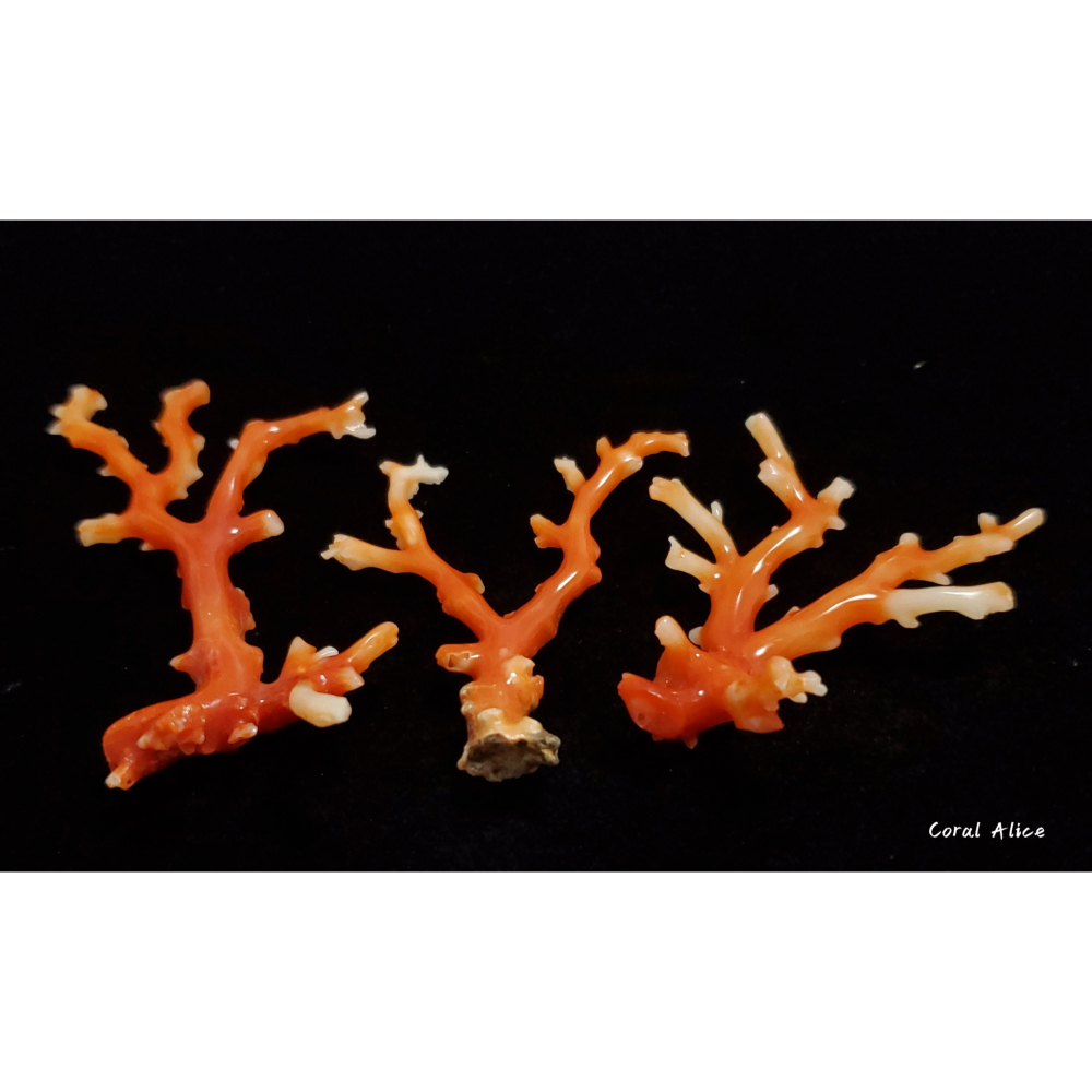 🌟Coral珊寶手作-天然阿卡珊瑚自然枝 CO2P1-293-細節圖3