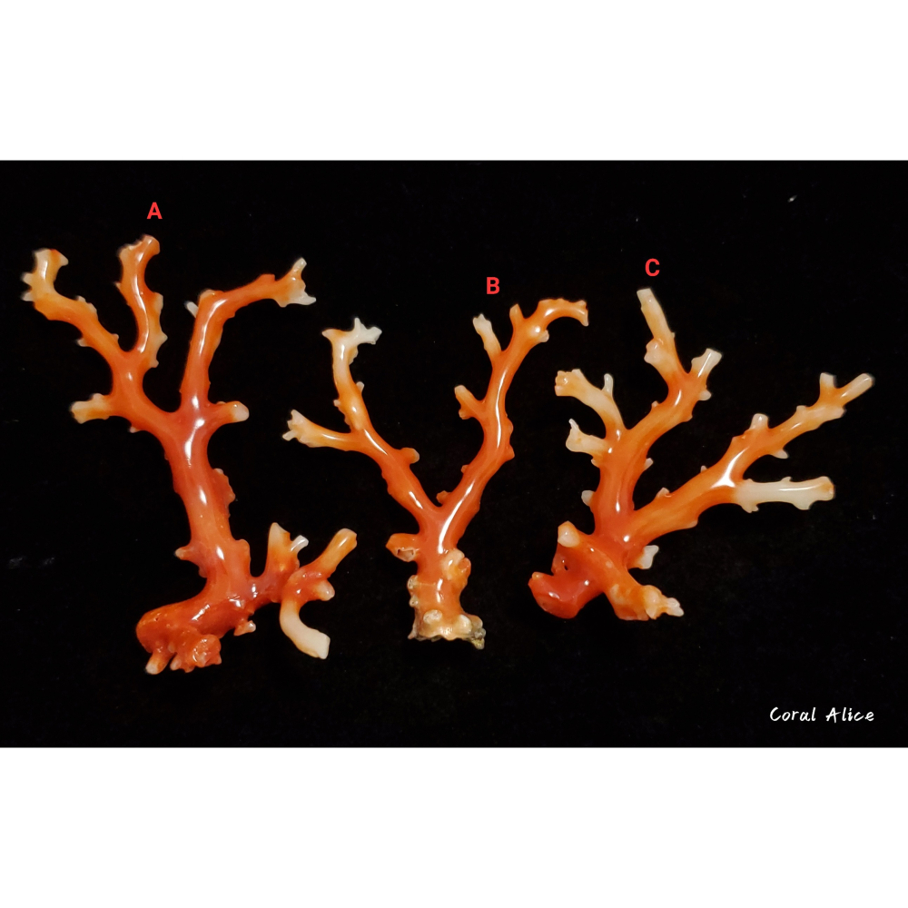 🌟Coral珊寶手作-天然阿卡珊瑚自然枝 CO2P1-293-細節圖4