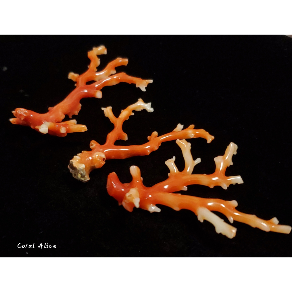 🌟Coral珊寶手作-天然阿卡珊瑚自然枝 CO2P1-293-細節圖5