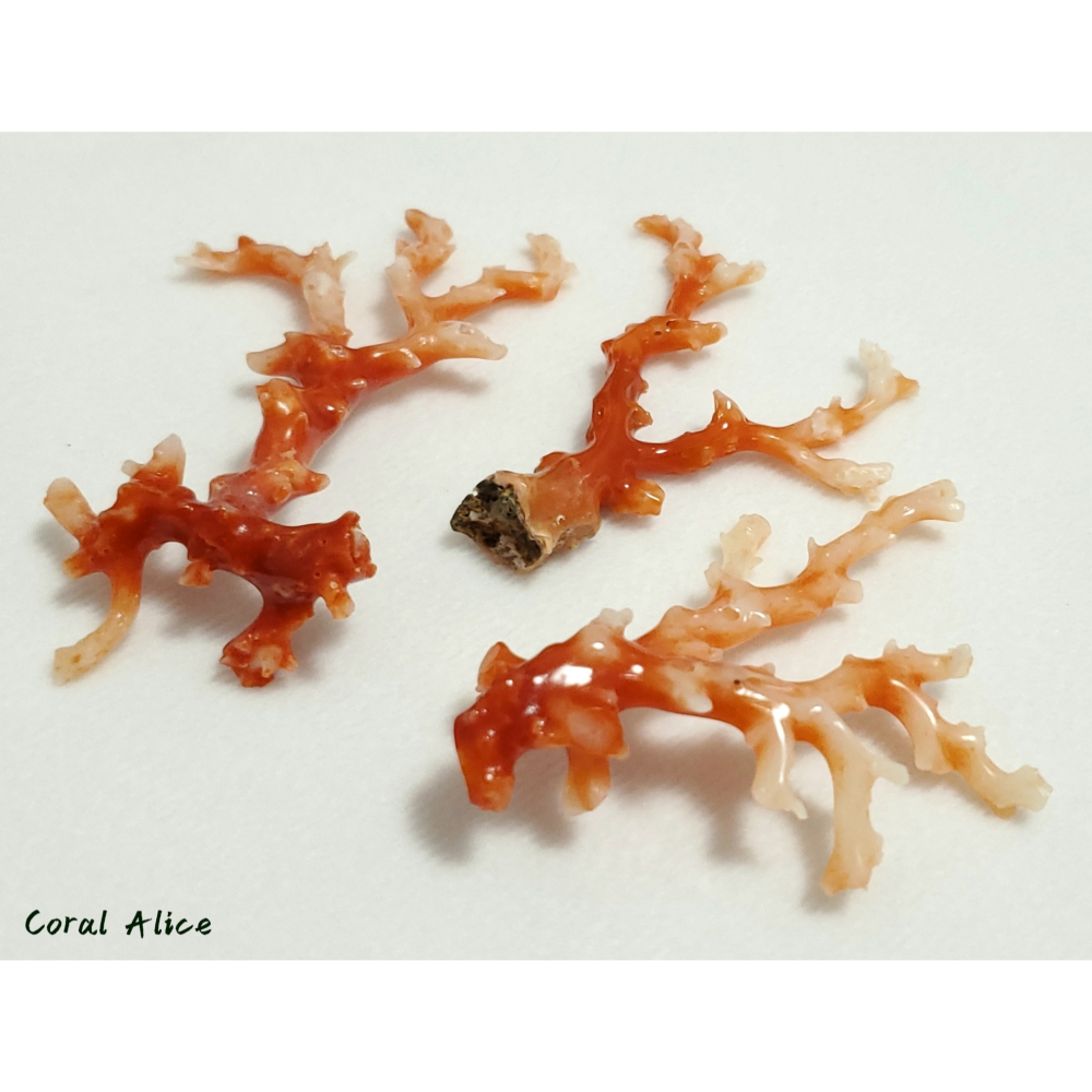 🌟Coral珊寶手作-天然阿卡珊瑚自然枝 CO2P1-293-細節圖9