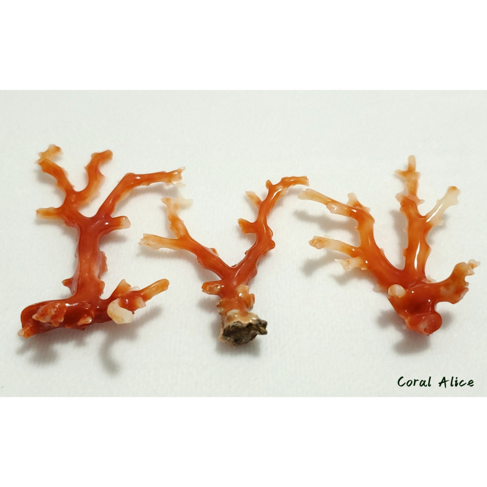 🌟Coral珊寶手作-天然阿卡珊瑚自然枝 CO2P1-293-細節圖10