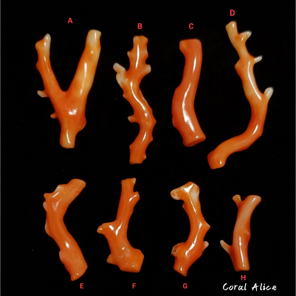 🌟Coral珊寶手作-天然阿卡珊瑚自然枝(無孔) CO2P1-315-細節圖2