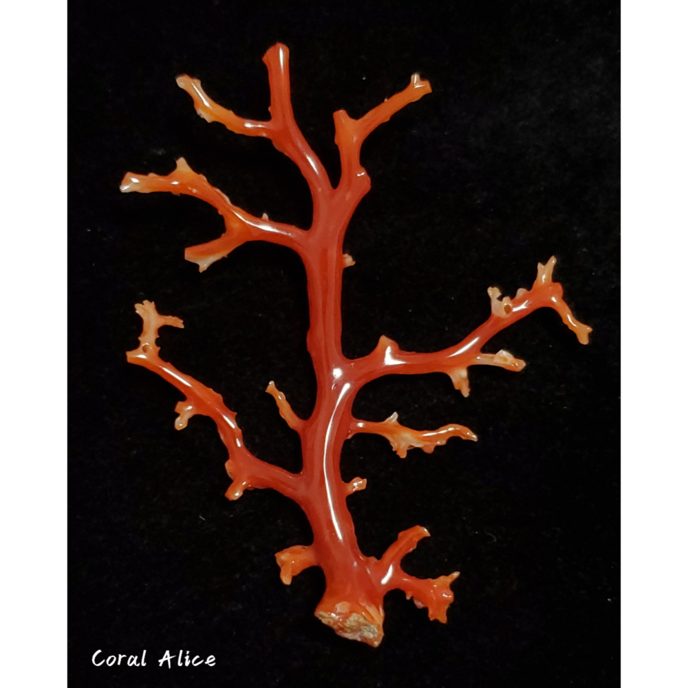 🌟Coral珊寶手作-天然阿卡珊瑚/紅珊瑚/赤血珊瑚自然枝 74.2*57.4mm CO2P15111-細節圖2