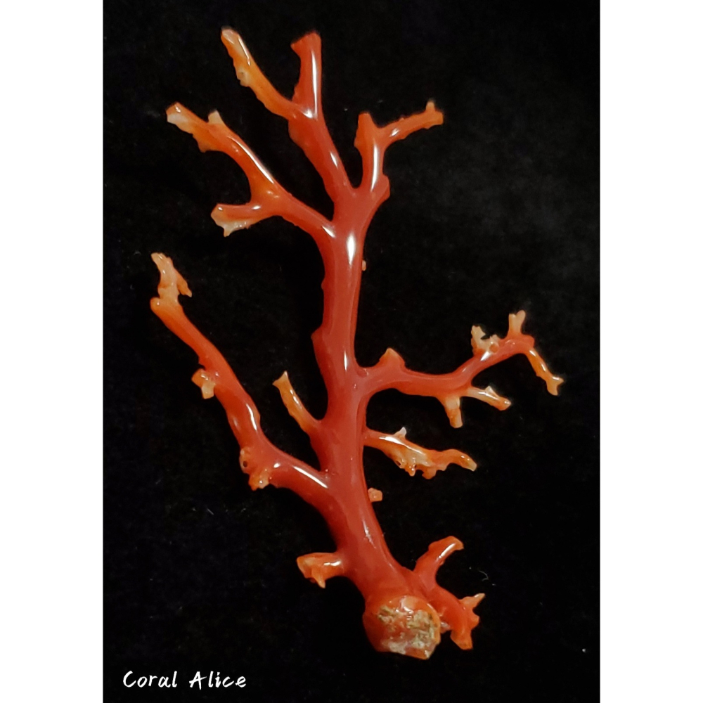 🌟Coral珊寶手作-天然阿卡珊瑚/紅珊瑚/赤血珊瑚自然枝 74.2*57.4mm CO2P15111-細節圖3