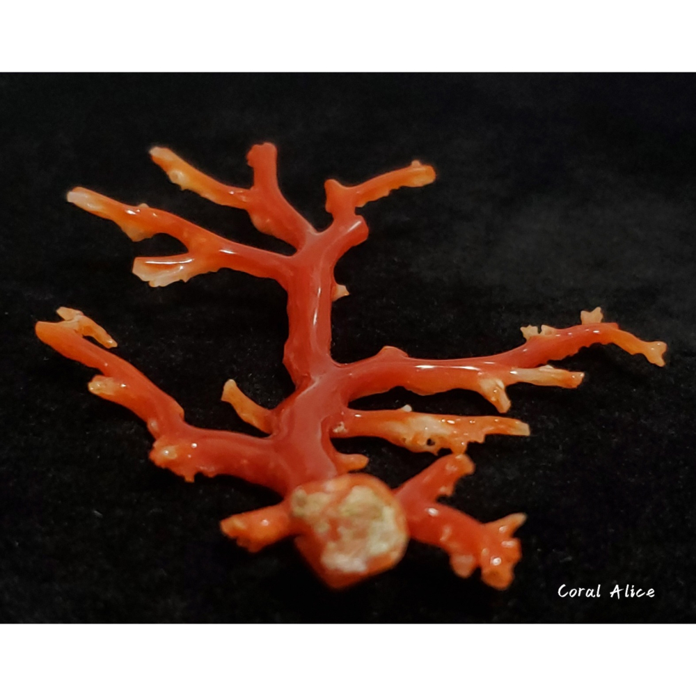 🌟Coral珊寶手作-天然阿卡珊瑚/紅珊瑚/赤血珊瑚自然枝 74.2*57.4mm CO2P15111-細節圖4