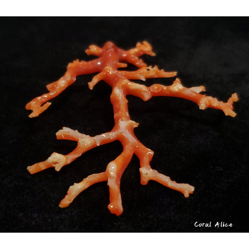 🌟Coral珊寶手作-天然阿卡珊瑚/紅珊瑚/赤血珊瑚自然枝 74.2*57.4mm CO2P15111-細節圖5