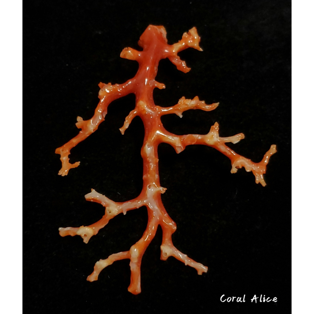 🌟Coral珊寶手作-天然阿卡珊瑚/紅珊瑚/赤血珊瑚自然枝 74.2*57.4mm CO2P15111-細節圖6
