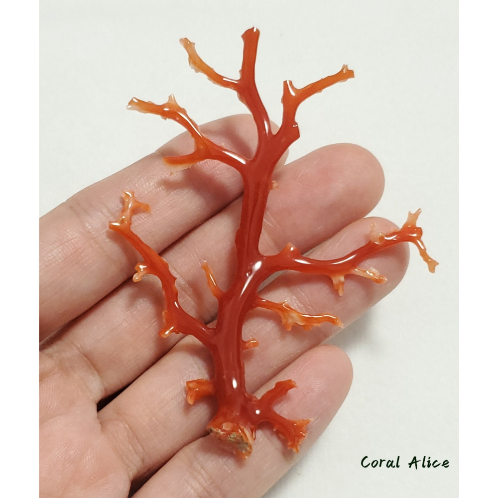 🌟Coral珊寶手作-天然阿卡珊瑚/紅珊瑚/赤血珊瑚自然枝 74.2*57.4mm CO2P15111-細節圖7