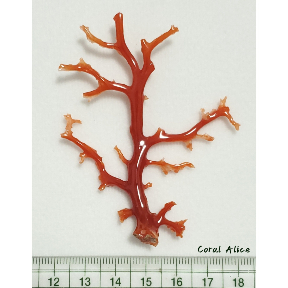 🌟Coral珊寶手作-天然阿卡珊瑚/紅珊瑚/赤血珊瑚自然枝 74.2*57.4mm CO2P15111-細節圖8