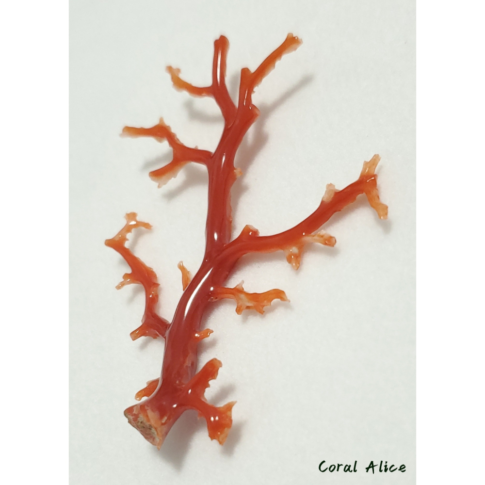 🌟Coral珊寶手作-天然阿卡珊瑚/紅珊瑚/赤血珊瑚自然枝 74.2*57.4mm CO2P15111-細節圖9