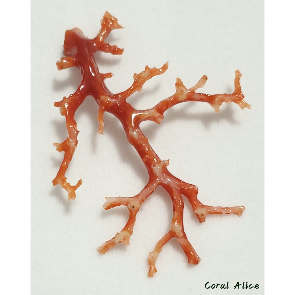 🌟Coral珊寶手作-天然阿卡珊瑚/紅珊瑚/赤血珊瑚自然枝 74.2*57.4mm CO2P15111-細節圖10