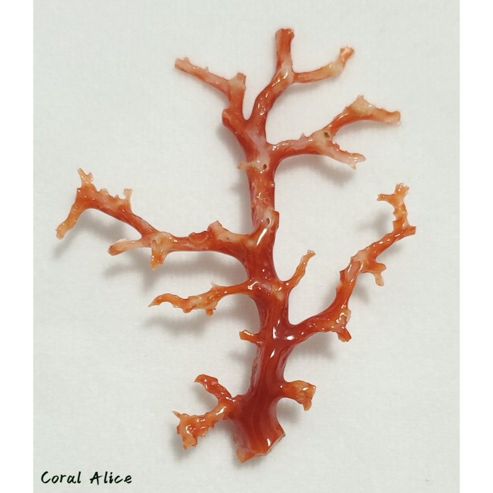 🌟Coral珊寶手作-天然阿卡珊瑚/紅珊瑚/赤血珊瑚自然枝 74.2*57.4mm CO2P15111-細節圖11