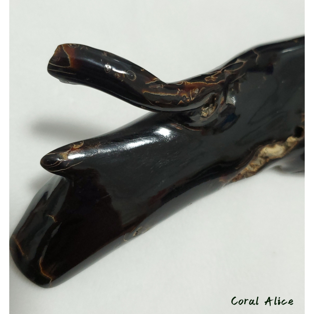 🌟Coral珊寶手作-天然黑珊瑚/黑海柳自然枝 18.2cm BC2P1-542-細節圖7
