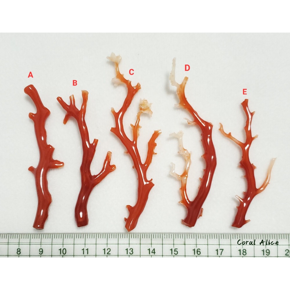 🌟Coral珊寶手作-天然阿卡珊瑚/紅珊瑚/赤血珊瑚自然枝 CO2P15115-細節圖11