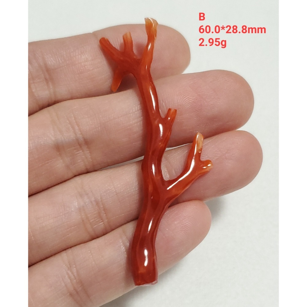 🌟Coral珊寶手作-天然阿卡珊瑚/紅珊瑚/赤血珊瑚自然枝 CO2P15115-規格圖11
