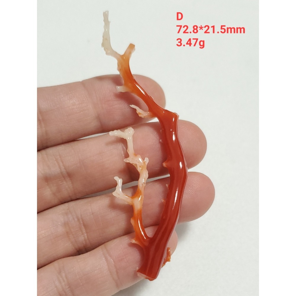 🌟Coral珊寶手作-天然阿卡珊瑚/紅珊瑚/赤血珊瑚自然枝 CO2P15115-規格圖11