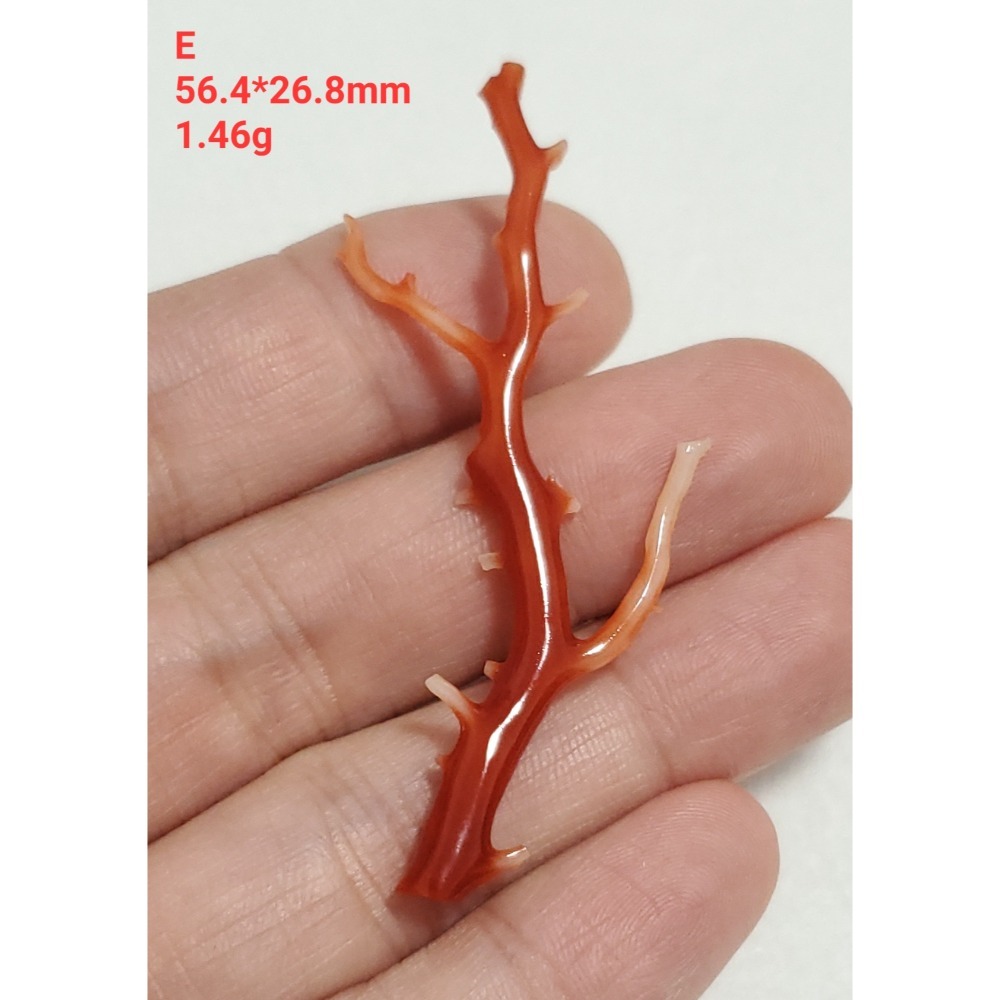 🌟Coral珊寶手作-天然阿卡珊瑚/紅珊瑚/赤血珊瑚自然枝 CO2P15115-規格圖11