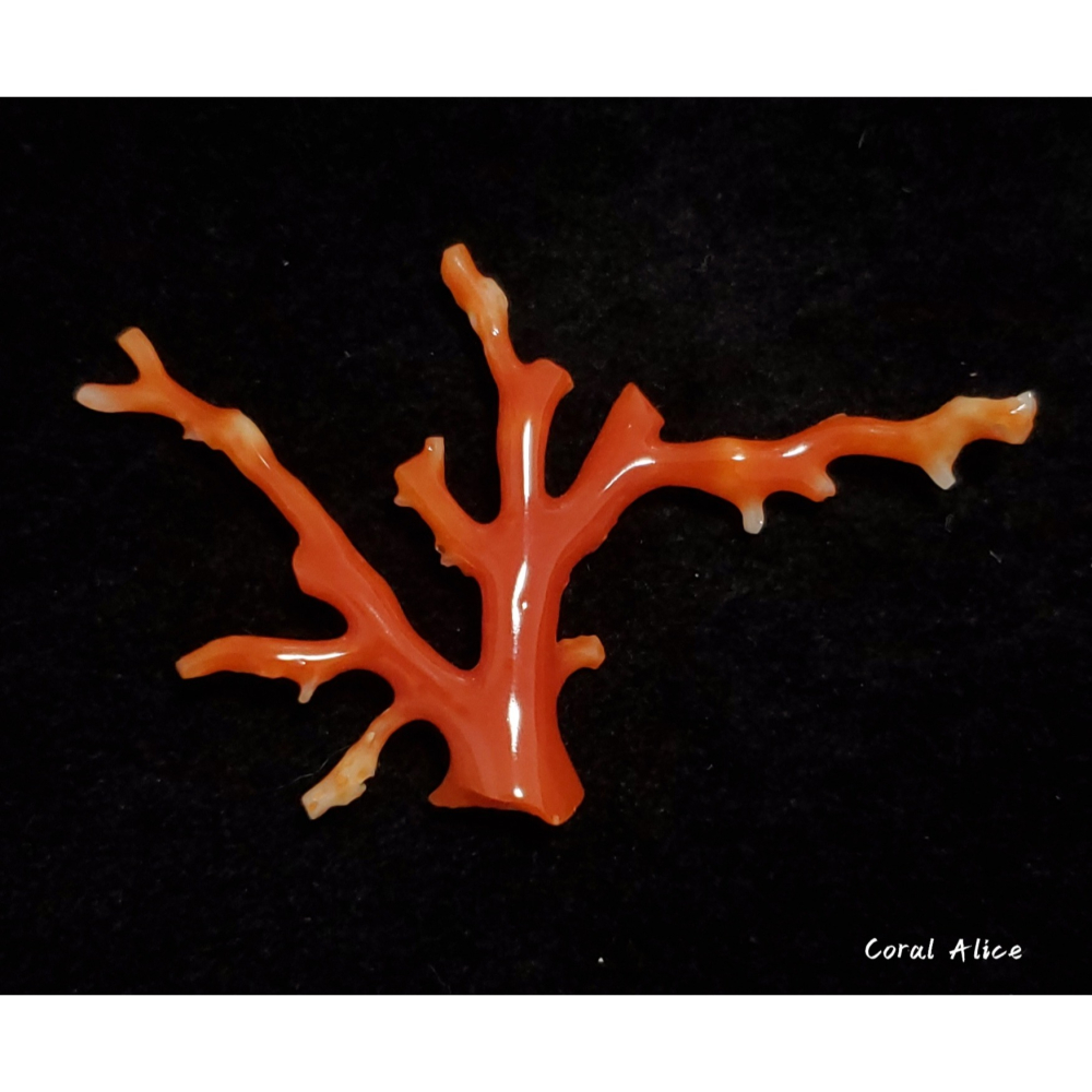 🌟Coral珊寶手作-天然阿卡珊瑚/紅珊瑚自然枝 41.6*69.4mm CO2P15114-細節圖2