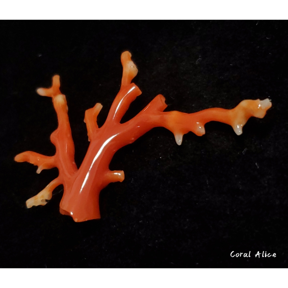 🌟Coral珊寶手作-天然阿卡珊瑚/紅珊瑚自然枝 41.6*69.4mm CO2P15114-細節圖3