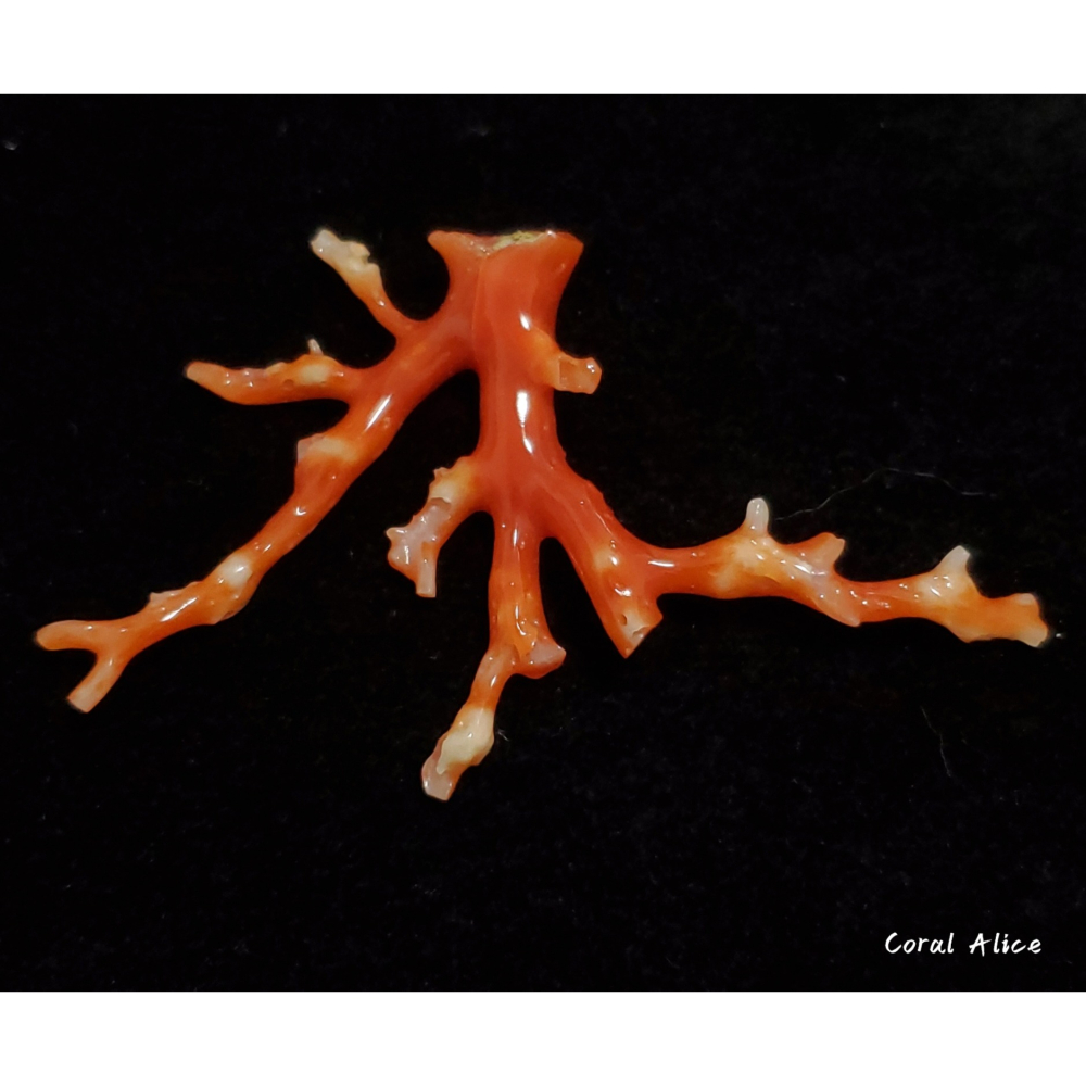 🌟Coral珊寶手作-天然阿卡珊瑚/紅珊瑚自然枝 41.6*69.4mm CO2P15114-細節圖4