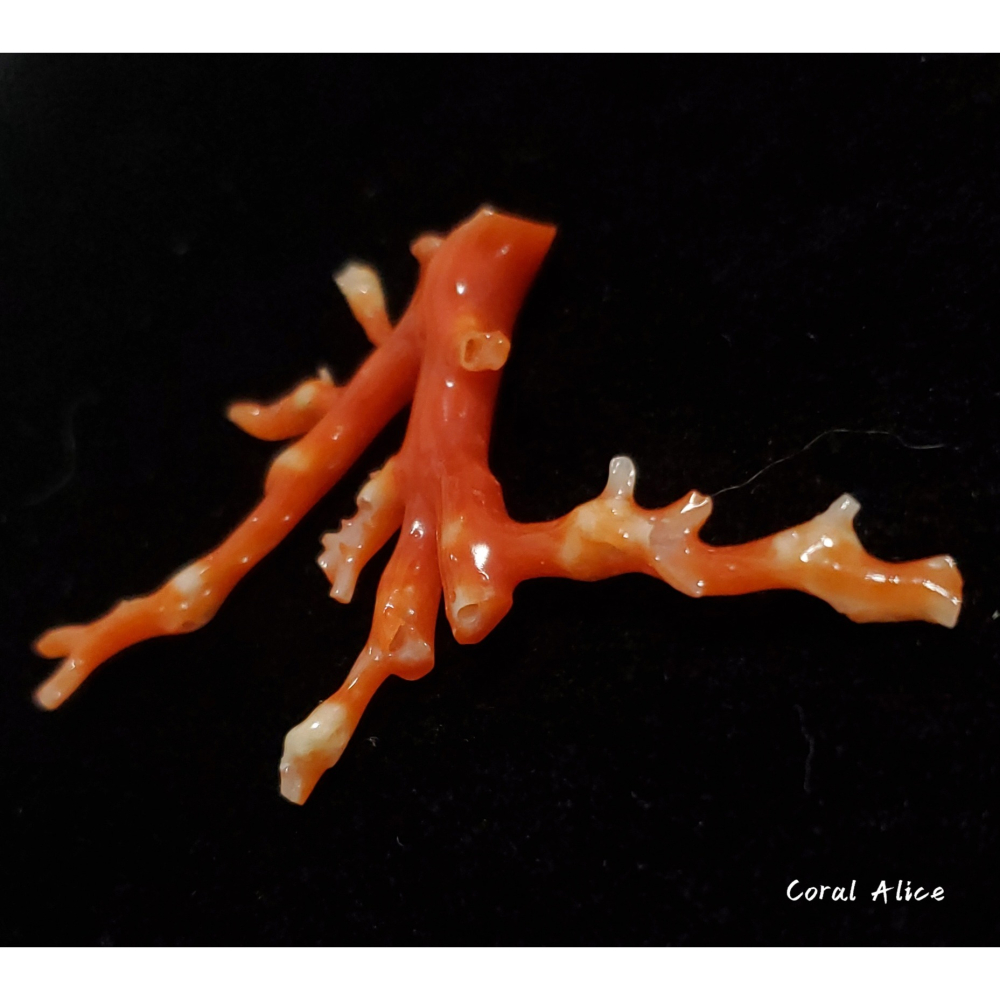 🌟Coral珊寶手作-天然阿卡珊瑚/紅珊瑚自然枝 41.6*69.4mm CO2P15114-細節圖5