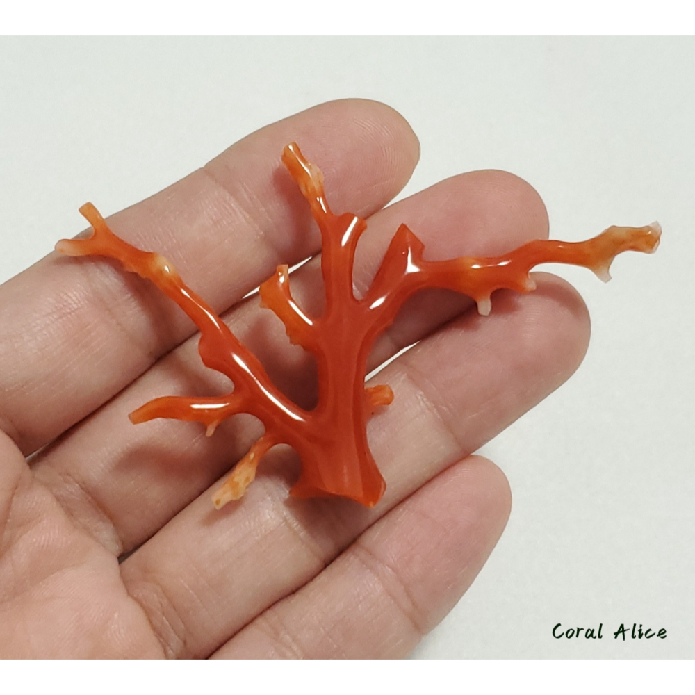 🌟Coral珊寶手作-天然阿卡珊瑚/紅珊瑚自然枝 41.6*69.4mm CO2P15114-細節圖6
