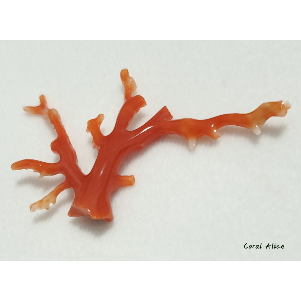 🌟Coral珊寶手作-天然阿卡珊瑚/紅珊瑚自然枝 41.6*69.4mm CO2P15114-細節圖7