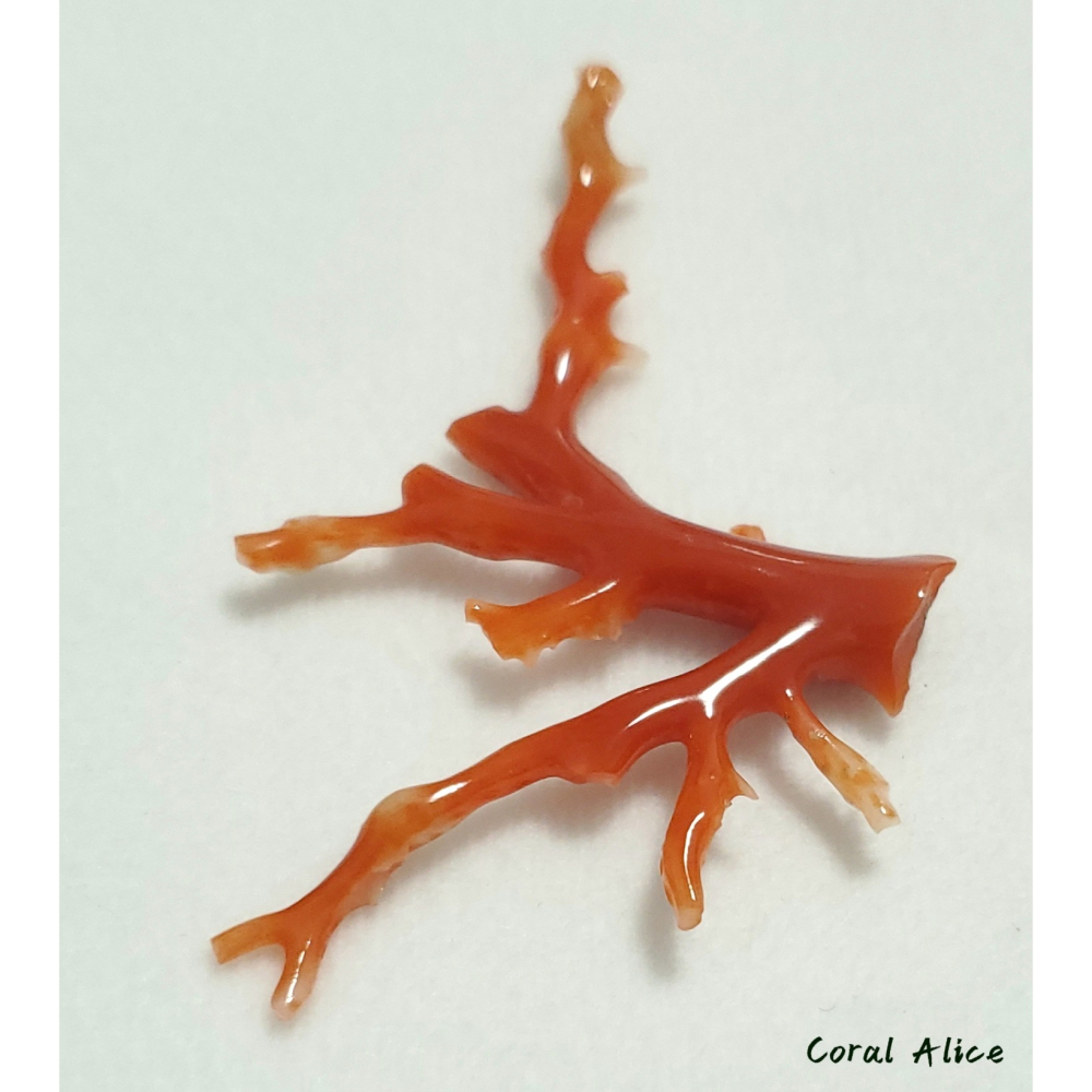 🌟Coral珊寶手作-天然阿卡珊瑚/紅珊瑚自然枝 41.6*69.4mm CO2P15114-細節圖8