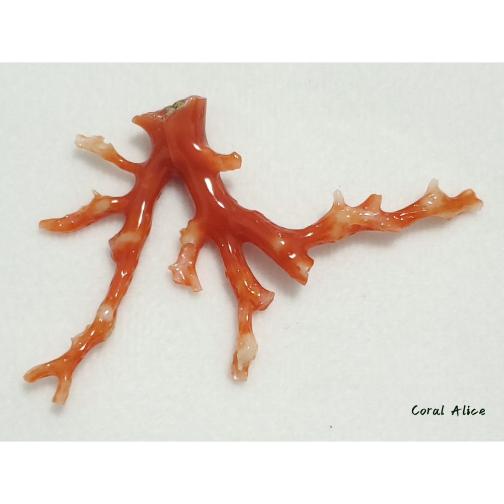 🌟Coral珊寶手作-天然阿卡珊瑚/紅珊瑚自然枝 41.6*69.4mm CO2P15114-細節圖9