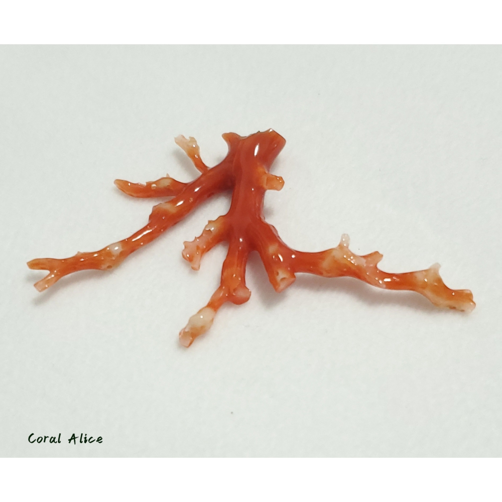 🌟Coral珊寶手作-天然阿卡珊瑚/紅珊瑚自然枝 41.6*69.4mm CO2P15114-細節圖10
