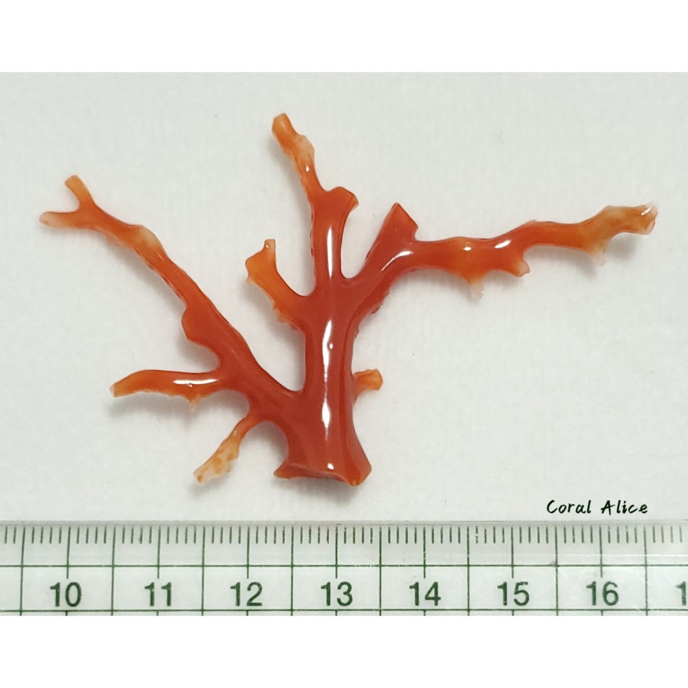 🌟Coral珊寶手作-天然阿卡珊瑚/紅珊瑚自然枝 41.6*69.4mm CO2P15114-細節圖11